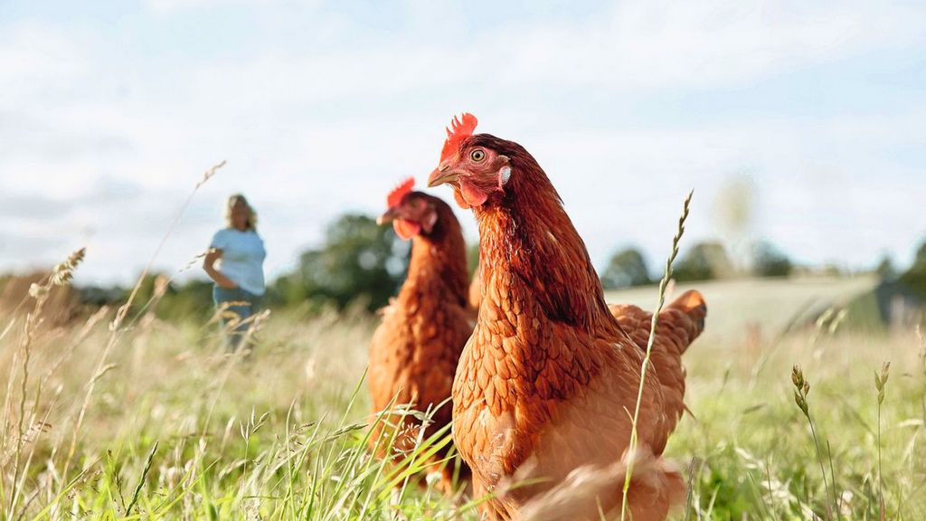 Os benefícios da rotulagem vegana para o bem-estar animal