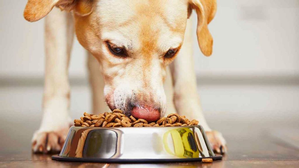 Vegan Testing for Pet Food